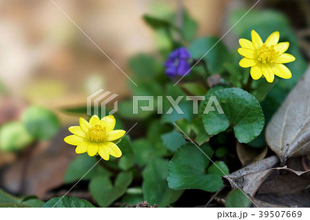 ヒメリュウキンカ 39507669