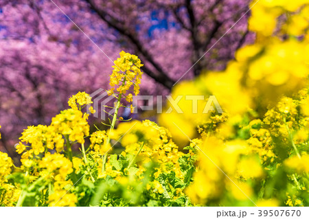 《神奈川県》菜の花と河津桜 39507670