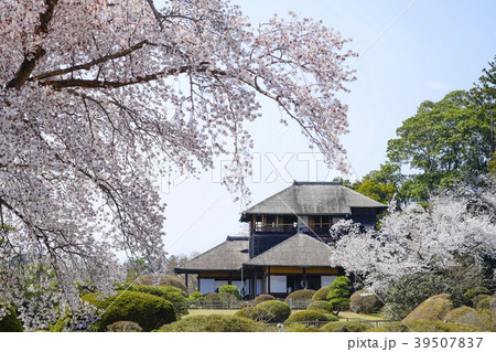 偕楽園の左近の桜と好文亭　　 39507837