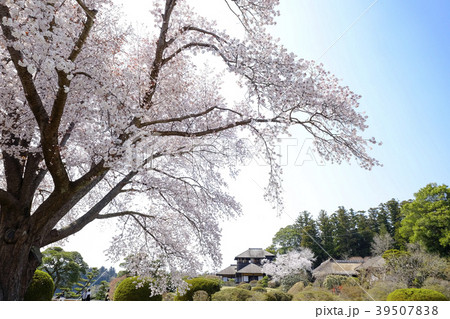 偕楽園の左近の桜と好文亭　　 39507838