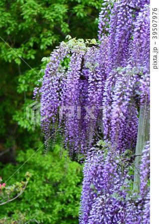 色合い深く花房長く咲く 39507976