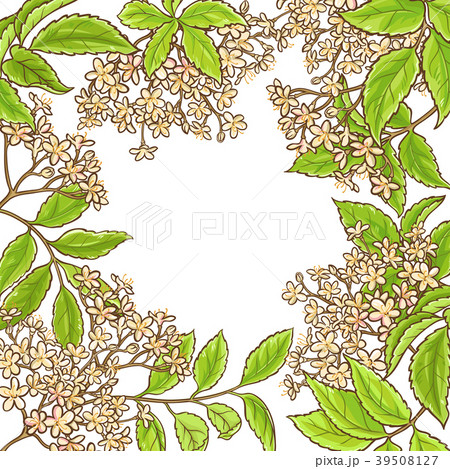 elderberry branch vector frame 39508127