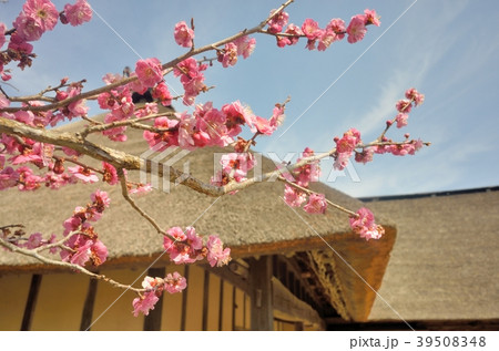 茅葺屋根と梅の花 茅葺屋根と梅の花 39508348