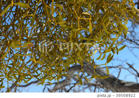 ヤドリギ ヤドリギ 39508922