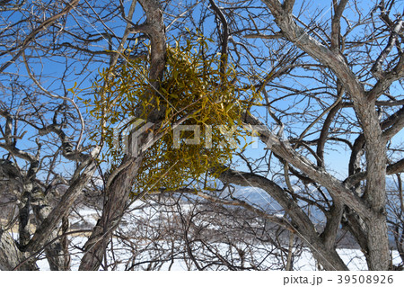 ヤドリギ 39508926