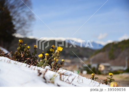 雪原に咲く花福寿草 39509056