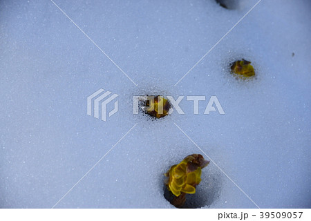 雪原の黄色い蕾 39509057
