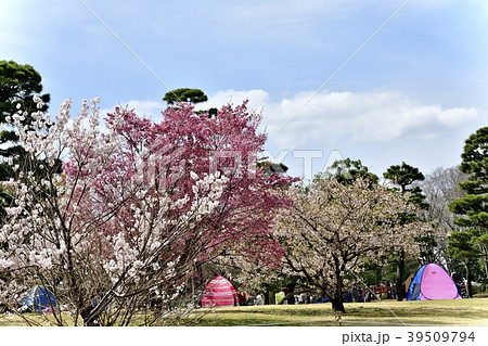 春爛漫 春爛漫 39509794