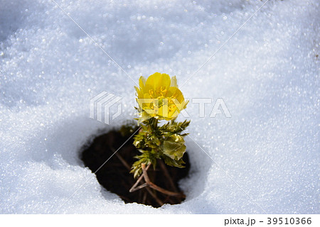 雪原に咲く福寿草の黄色い花一輪の写真素材