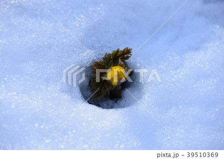 雪原の黄色い蕾 39510369