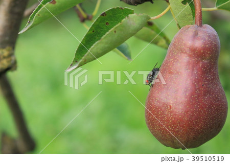 Fly poses on red pear hanging on a tree in garden. 39510519
