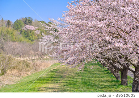 桜並木 堤の上の散歩道 都幾川桜堤 右に並木 E 林と青空の写真素材