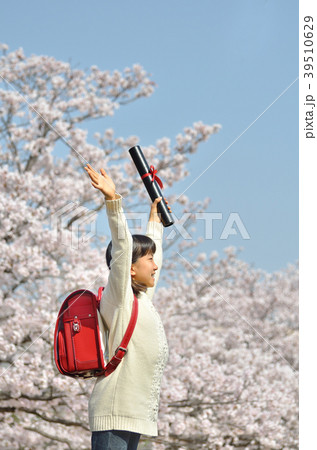 6年生の女の子(桜、卒業、カジュアル) 6年生の女の子(桜、卒業、カジュアル) 39510629
