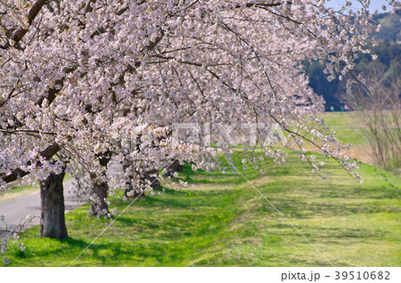 桜並木 堤の上の散歩道 都幾川桜堤 左に並木 a 桜並木 堤の上の散歩道 都幾川桜堤 左に並木 a 39510682