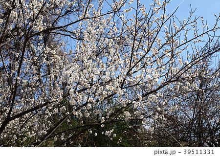 青谷梅林 青谷梅林 39511331