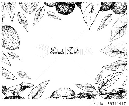 Frame of Diospyros Rhombifolia and Damson Plum Frame of Diospyros Rhombifolia and Damson Plum 39511417