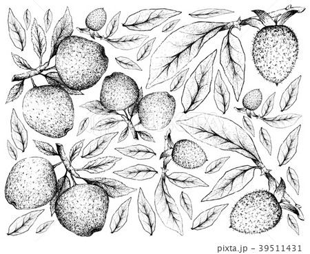 Apple and Diospyros Rhombifolia Fruits Apple and Diospyros Rhombifolia Fruits 39511431