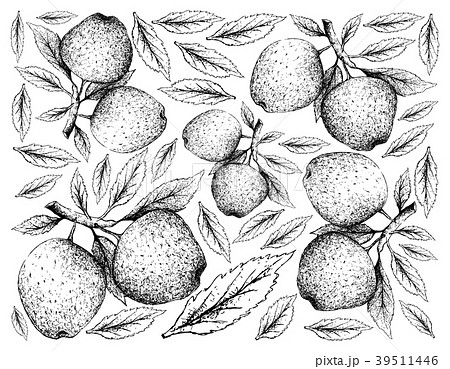 Hand Drawn of Apple Fruits on White Background Hand Drawn of Apple Fruits on White Background 39511446