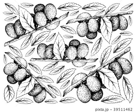 Hand Drawn Background of Damson Plum Fruits Hand Drawn Background of Damson Plum Fruits 39511462