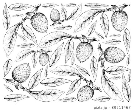 Background of Diospyros Rhombifolia Fruits Background of Diospyros Rhombifolia Fruits 39511467