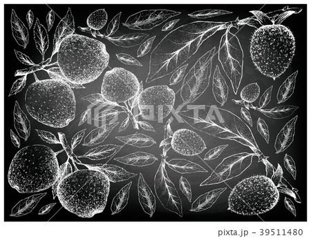 Apple Diospyros Rhombifolia Fruits on Chalkboard Apple Diospyros Rhombifolia Fruits on Chalkboard 39511480