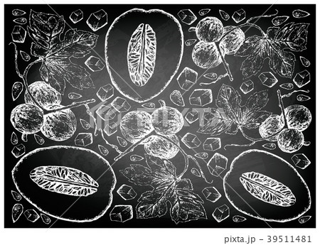 Diplocyclos Palmatus Fruits on Chalkboard Diplocyclos Palmatus Fruits on Chalkboard 39511481