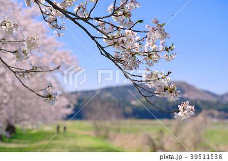 垂れる桜の枝 桜並木と青空と山の背景ぼかし 都幾川桜堤 A の写真素材