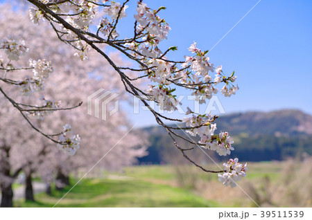 垂れる桜の枝　桜並木と青空と山の背景ぼかし 都幾川桜堤　b-1 人影無し 39511539