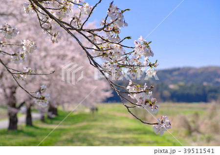 垂れる桜の枝 桜並木と青空と山の背景ぼかし 都幾川桜堤 B 3 散歩道広めの写真素材