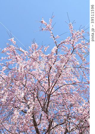 シダレザクラ（枝垂れ桜） 39511596