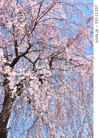 シダレザクラ（枝垂れ桜） 39511597