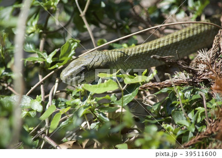 アオダイショウ 39511600