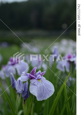 菖蒲の季節 菖蒲の季節 39511742