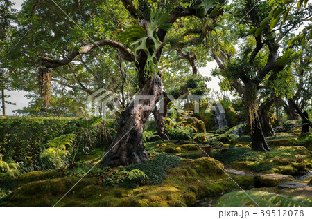 Green rainforest with old tree in thailand Green rainforest with old tree in thailand 39512078
