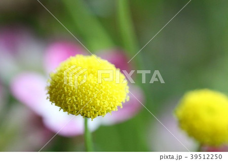 花ほたる 39512250