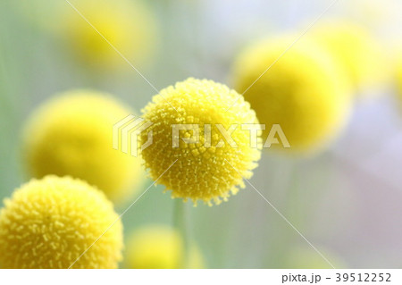 花ほたる 39512252