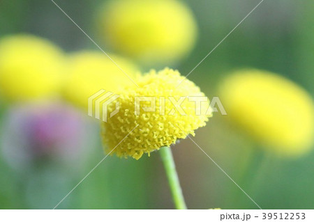 花ほたる 39512253