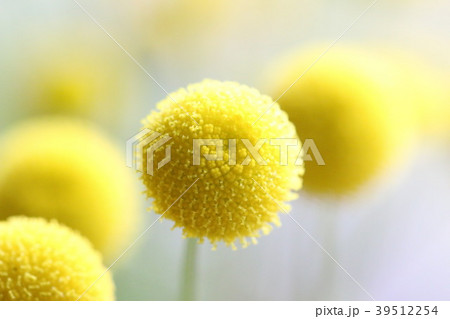 花ほたる 39512254