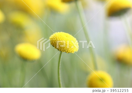 花ほたる 39512255