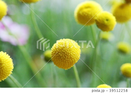 花ほたる 花ほたる 39512258