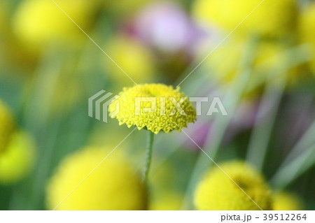 花ほたる 39512264