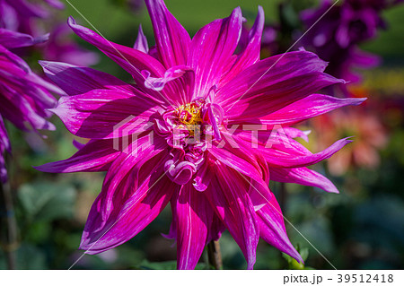 purple flowers blooming purple flowers blooming 39512418