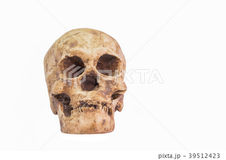 skull in white background 39512423