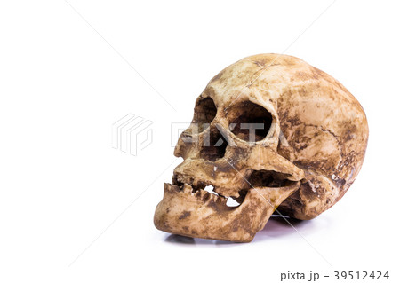 skull in white background skull in white background 39512424