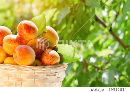 Part of basket apricot on a green background Part of basket apricot on a green background 39512854