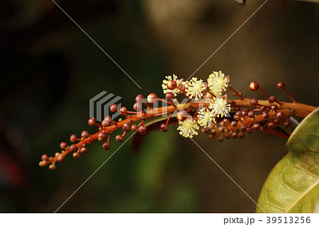 クロトンの花の写真素材