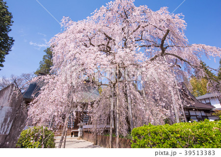 慈雲寺のイトザクラ 39513383