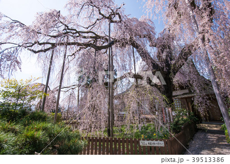 慈雲寺のイトザクラ 慈雲寺のイトザクラ 39513386