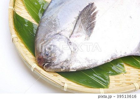 マナガツオ　食材　 39513616