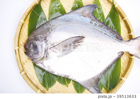 マナガツオ　食材　 39513633